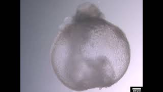 E85 equivalent postgastrulation synthetic mouse embryo made from naive ESC pluripotent stem cells [upl. by Grail]