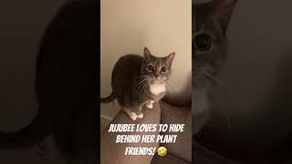 Jujubee loves her plants 🤣 viralvideo family love cat video vlog viralshorts nature [upl. by Leeke]