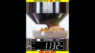 shark tooth vs dog 🐕 vs man tooth 🦷 vs hydraulic press shorts whatif uniqueexperimentमजेदार [upl. by Leinahtan]