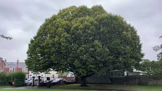 Hornbeam in the rain  tree  September 2024 [upl. by Down]