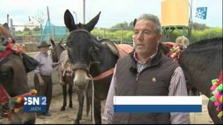 La subida al Cabezo en mulo en la Romería de la Virgen de la Cabeza [upl. by Adnowat11]