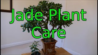 Jade Plant Care Crassula ovata [upl. by Nomde]