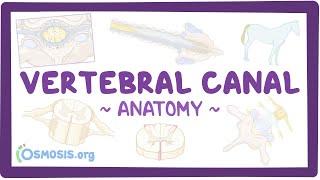 Anatomy of the vertebral canal [upl. by Arbmahs385]