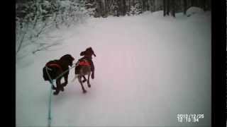 skijoring with 2 dogs in sweden [upl. by Nalepka]