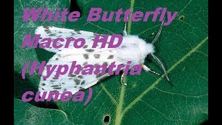 White Butterfly Macro HD Hyphantria cunea [upl. by Adnilev121]