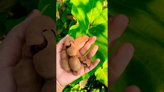 Tamarind with salt😋 ￼tamarind trending newvideo viralvideo [upl. by Yentuoc]