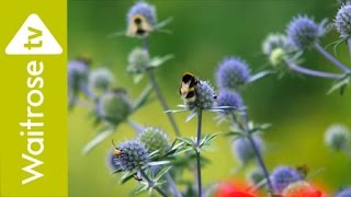 The Waitrose Garden  Episode 2 The Cottage Garden  Waitrose [upl. by Bresee198]