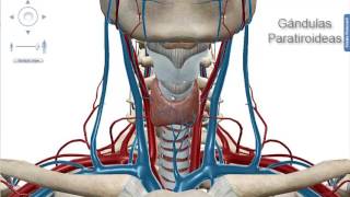 Anatomia de las Glandulas Tiroides y Paratiroides Por Gisella Regalado [upl. by Pry]