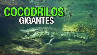 TOP Curiosidades Sobre Los COCODRILOS [upl. by Ybbob]