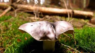 Čirůvka havelka  Tricholoma portentosum [upl. by Columba]