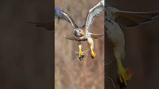 eagle amazing video eaglewildbirdlife king beautifulanimals nature birds uniqe [upl. by Ettenyar290]