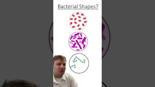 Bacterial Shapes [upl. by Daney841]