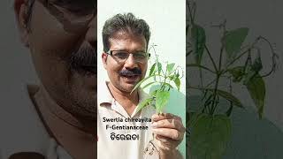 Swertia Chirayita plant ଚିରେଇତା ଗଛ educationalvideo medicinalplants ଔଷଧୀୟବ୍ରୁକ୍ଷknowingplants [upl. by Jessalin192]