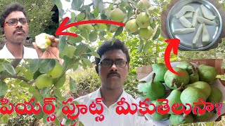 పియర్స్ ఫ్రూట్స్ తోట Fruit pears himachalfruits fruits Seasonalfruits super nature [upl. by Gnoy801]