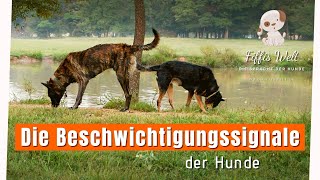 Die Beschwichtigungssignale der Hunde [upl. by Adnomar]