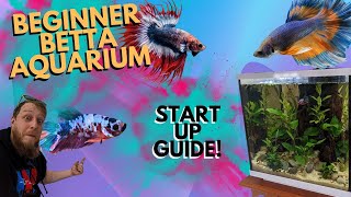 How to setup Easy planted Betta aquarium [upl. by Arch]