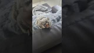 Tiny Marmoset Monkey quotDaiseyquot Chilling Out on Couch babyanimal cutemonkey fingermonkey [upl. by Hadley557]