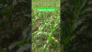 Tanaman jagung manis [upl. by Smeaj]