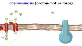 Cellular Respiration Part 3 The Electron Transport Chain and Oxidative Phosphorylation [upl. by Aisel]