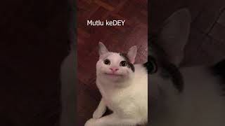 en iyi 5 kedi part  1keşfet keşfetbeniöneçıkar keşfetteyiz komedikedi [upl. by Ettenajna44]