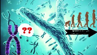 Why the Y Chromosome is Evolving Faster Than the X A Fascinating Discovery in Primates [upl. by Zadoc]