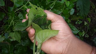 যে চর্ম রোগ ভালো হয় না সেই সমস্ত চর্মরোগ ও ভালোহবে। এই গাছের গুন দেখে আপনি অবাক হবেন। [upl. by Chrisy]