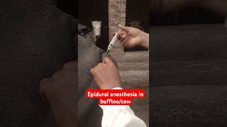 Epidural anesthesia in buffloosacrococcygeal nerve blockRegional analgesia buffalo dairyfarming [upl. by Idihsar]