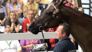 Demo Horse Goes Crazy [upl. by Christianity]