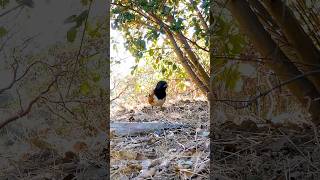 Spotted Towhee 🐦Towhee Hop spottedtowhee [upl. by Reel189]