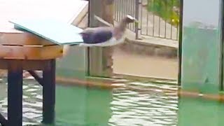 Ozzy Man Reviews Coward Penguin [upl. by Ruthe]