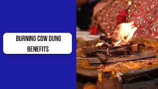 Benefits of burning Cow dung at home [upl. by Claudelle779]