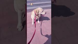 dog talk video YouTube [upl. by Norward338]