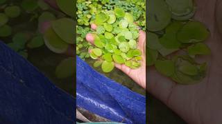 Amazon Frogbit melimpah 🤑 [upl. by Eilahs809]