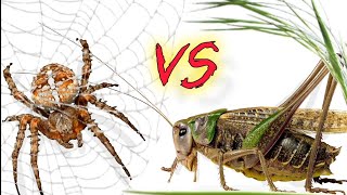 Паук vs Кузнечик Spider vs Katydid [upl. by Wittenburg]