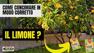 Come Concimare il LIMONE [upl. by Ettecul]