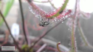 Carnivorous plants Drosera binata var multifida f extrema vs Fly [upl. by Wolff461]