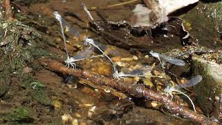 Bluefronted Dancer Damselflies ovipositing in tandem [upl. by Elsy]