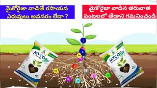 Mycorrhiza Benefits in agriculture  Mycorrhiza fungi [upl. by Ahsem]