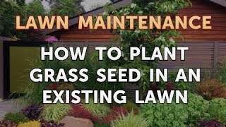 How to Plant Grass Seed in an Existing Lawn [upl. by Lacefield]