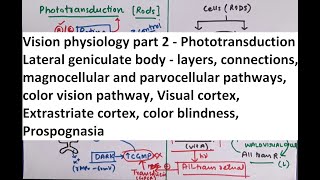 Special Senses  Physiology of Vision part 2 [upl. by Dielu]