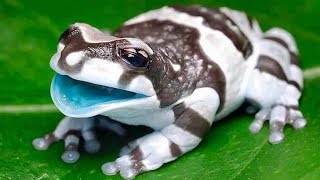 7 Ranas Más Venenosas Y Peligrosas Del Mundo [upl. by Alyak]