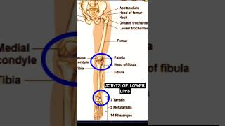 Joints of lower limb humananatomy skeleton radiographerusn [upl. by Euqinna]