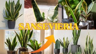 Planta SansevieriaSustrato para La SansevieriaPropiedades de La SansevieriaLengua De Suegra [upl. by Behlke]