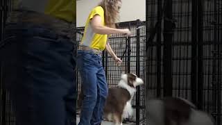 How to control excited dog exiting kennel or crate dogs puppydogtraining dogkennel aussie [upl. by Wilkie]