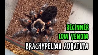 Brachypelma auratum ready stock 2019 [upl. by Bashemath681]