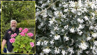 OSMANTHUS ARBUSTE À FEUILLES DE HOUX ET AUX FLEURS À ODEUR DE JASMIN Le Quotidien du Jardin N°405 [upl. by Dorweiler569]