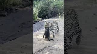 Baboons chase down a leopard that caught their friend 😮 [upl. by Neik]