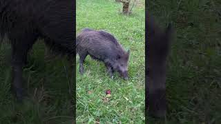 Diviak lesný wild boars sus scrofa [upl. by Bernita]