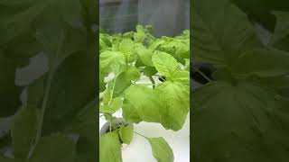 Hydroponically grown spinach gardengrove hydroponics green healthyfood [upl. by Salman]