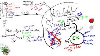 Repaso Catabolismo EBAUEVAU en 25 minutos Glucólisis  Respiración Celular  betaoxidación [upl. by Mcclenaghan812]